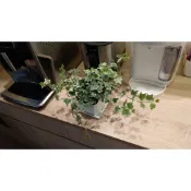 快速出貨 盆栽 小品 常春藤 英國常春藤 長春藤 空氣淨化 送底盤