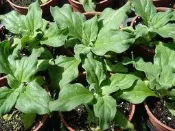 【野菜部屋~】T10 水晶冰花 (日本冰菜)種子0.03公克 , 嫩葉可用來拌沙拉 ,口感爽脆~