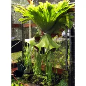 巨獸鹿角蕨-platycerium grande 巨大 鹿角蕨 〈單盆販售〉 園藝 上板植物 蕨類 觀葉植物