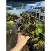 Mien米恩/獨家育種彩葉草/暗夜精靈(3吋)/雨林/觀葉/網紅/IG/室內/植栽/
