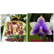 趣味蝴蝶蘭實生苗小盆栽：Phal.Mituo Tycoon “Miro” x Phal.Samera Blue