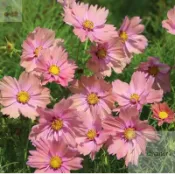 蛋撻波斯菊 新品波斯菊 盆栽格桑花種子 大理花種子蛋撻格桑花 野花種子 四季種植花卉 適合花園小院路旁花海