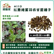 【綠藝家】A113.紅舞捲葉羽衣甘藍種子0.35克(約100顆) 蔬菜種子 葉菜種子 羽衣甘藍