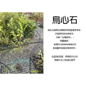 心栽花坊-烏心石/台灣烏心石/台灣含笑/闊葉樹/2吋/開花植物/觀花植物/綠化環境/綠籬植物/特價50