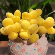滿💯送💯【多肉植物種子】熊童子種子 彩虹熊貓爪 粉熊白熊貓爪 綠熊黃熊多肉 可愛萌多肉植物 精選多肉好種 包對版盆栽多肉