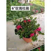 一葉植富 玫瑰杜鵑6吋盆特價250元