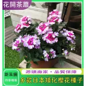 台灣現貨【日本矮化櫻花種子】盆栽櫻花種子 微型櫻花 日本櫻花 室內櫻花 四季開花 室內易活 盆栽花草 招財首選