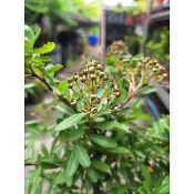 『狀元紅』又稱台灣火刺木，紅色的果實常吸引鳥類啄食，非常適合作為園藝觀賞植物／6吋盆
