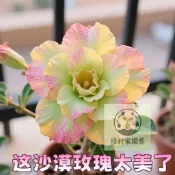 【陽台多肉霸主】沙漠玫瑰種子｜胖肚肚開美花 懶人首選｜耐旱好養 新手必種｜自己培育超有成就感｜附發芽秘技｜現貨