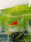 郭郭孔雀魚坊  全紅白子 純品系 孔雀魚對魚