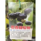 巴西甜櫻桃/巴西櫻桃苗/永吉種苗園