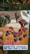 ╭＊田尾玫瑰園＊╯新品種樹苗.(頷垂豆)高1尺.450元/株