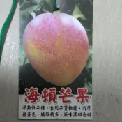 海頓芒果苗，芒果苗，芒果嫁接苗