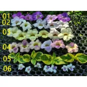 迷霧森林-赤道櫻草.十萬錯.日本枸杞.中國紫羅蘭.活力菜