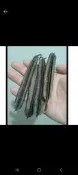 翅果鐵刀木種子1份30粒30元