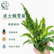 綠意小巷【波士頓腎蕨。蕨類植物】有效淨化空氣的室內植物~好種