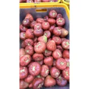 黑珍珠蓮霧（1盒10斤