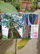 ╭＊田尾玫瑰園＊╯新品種樹種-(彩虹桉樹)-高60cm 200元色彩鮮豔,顏色分明