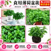 台灣現貨🌿【可食用薄荷盆栽】🌿可食用驅蚊香草植物 薄荷 貓薄荷開花香料四季常青開花盆栽 驅蚊蟲盆栽植物 基地直發