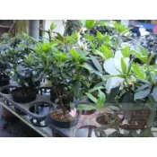 花田里-綠籬植物_平戶杜鵑苗(不挑花色)_3.5吋盆