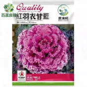 【原裝】紅羽衣甘藍種子｜抗氧化之王！台灣全年可種，陽台變身紫色系豪華沙拉花園 新手推薦