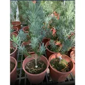 一禪種苗園-健康長壽的象徵〈藍葉羅漢松〉喬木-6吋盆/寓意著吉祥富貴