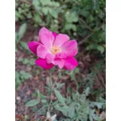 花蓮 天然 無毒  無農藥 扦插版 薔薇苗 10-15公分 祼根苗（粉紅色）