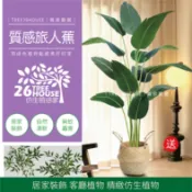 ▲質感旅人蕉▲CP值超高 天堂鳥 旅人蕉 龜背葉 仿真植物 假植物 擬真植物 仿生植物 質感旅人蕉 葉子 假樹 人造樹