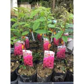 霏霏園藝🔥新貨到～ 八重櫻花苗  4.5吋 200品種陸續增加中～