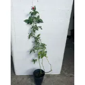 掉牌玫瑰花 4.5吋穩根大苗