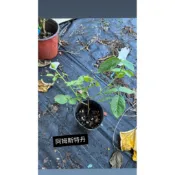 現貨請聊聊 白玫瑰 切花 阿姆斯特丹 玫瑰花月季 植株盆苗