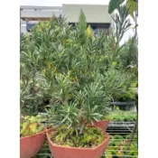 霏霏園藝    雀舌羅漢松定價500