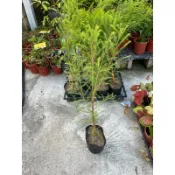 初花農場|墨西哥落羽松|5吋盆|觀葉植物｜超取會剪矮，可以接受再下單｜秋冬不落葉｜可做圍籬--定價400特價330