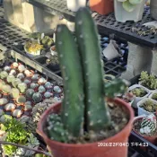 桃太郎／仙人掌🔥穩根品🌵多肉植物❤️蘭心花卉