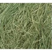進口甜燕麥燕麥草甜小麥草苜蓿提摩西一割二割百慕達牧草高纖磨牙全階段兔龍貓豚鼠營養豐富適口性强