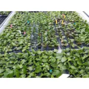 大眾蘭園  蝴蝶蘭混合植株  1.7吋小苗