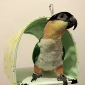 《Sunny.Pet》隧道帳篷*中*夏日用*帆布內裡 (鸚鵡、吊床、鼠、鳥窩)