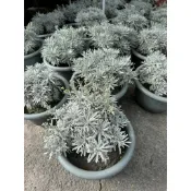 田尾玫瑰園 l 芙蓉、蘄艾、芙蓉菊、千年艾、海芙蓉、玉芙蓉6吋盆 高度約15cm (款式眾多歡迎詢問)