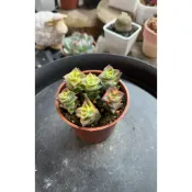 Jay 多肉植物 十字星錦