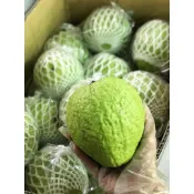 產地現採直送直銷 燕巢超甜芭樂【每件１０斤】