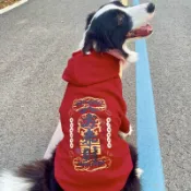 寵物年衣 狗狗新年衣服 寵物服飾 寵物年衣 大狗過年喜慶衣服秋冬款加絨加厚金毛紅色拉布拉多德牧中大型犬
