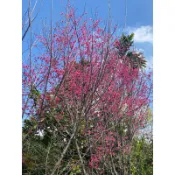 櫻花苗蝦取宅配滿4棵出貨 粉紅吉野櫻菊櫻紅葉櫻香水櫻雪舞櫻枝垂櫻八重櫻關山櫻昭和河津緋寒霧社大島富士
