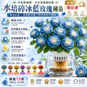 免換土❀乾淨衛生🌹 矮化日式盆栽 星河玫瑰月季老樁花苗 大花卉耐寒綠植室內外陽臺盆栽好養活 星河玫瑰 玫瑰花苗 四季開花