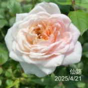 仙路 庭院豐花 天狼月季 白粉色版的鈴之妖精《四季有花玫瑰園》玫瑰苗 玫瑰盆栽 嫁接樹玫瑰 月季棒棒糖
