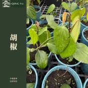 【青嶼】黑胡椒苗｜胡椒藤｜黑胡椒樹｜香料植物｜可食香草｜庭園攀爬植物