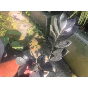 黑葉美鐵芋 4寸1盆 1株黑烏鴉美鐵芋 黑金錢樹  Zamioculcas zamiifolia黑金發財樹風水植物