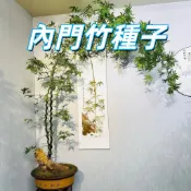 台灣現貨【內門竹種子】台灣原生竹 庭院盆栽綠化 居家園藝 播種栽培 易種 室內外皆宜 快速生長 新手易種植