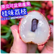 桂味荔枝✅超矮化盆栽✅結過果 荔枝樹 鵝蛋荔枝 荔枝 荔枝苗 大丁香荔枝 果苗 樹苗 矮化果樹 矮化盆栽 矮化果樹