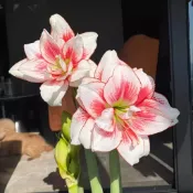 今年最新種球 孤挺花球根 重瓣朱頂紅種球 多年生 室內外陽台庭院四季種植開花好養 辦公室綠植盆栽觀賞花卉 耐寒耐熱
