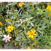 芙菈朵森林 芳香萬壽菊 甜萬壽菊 5吋盆 香草植物 香料植物